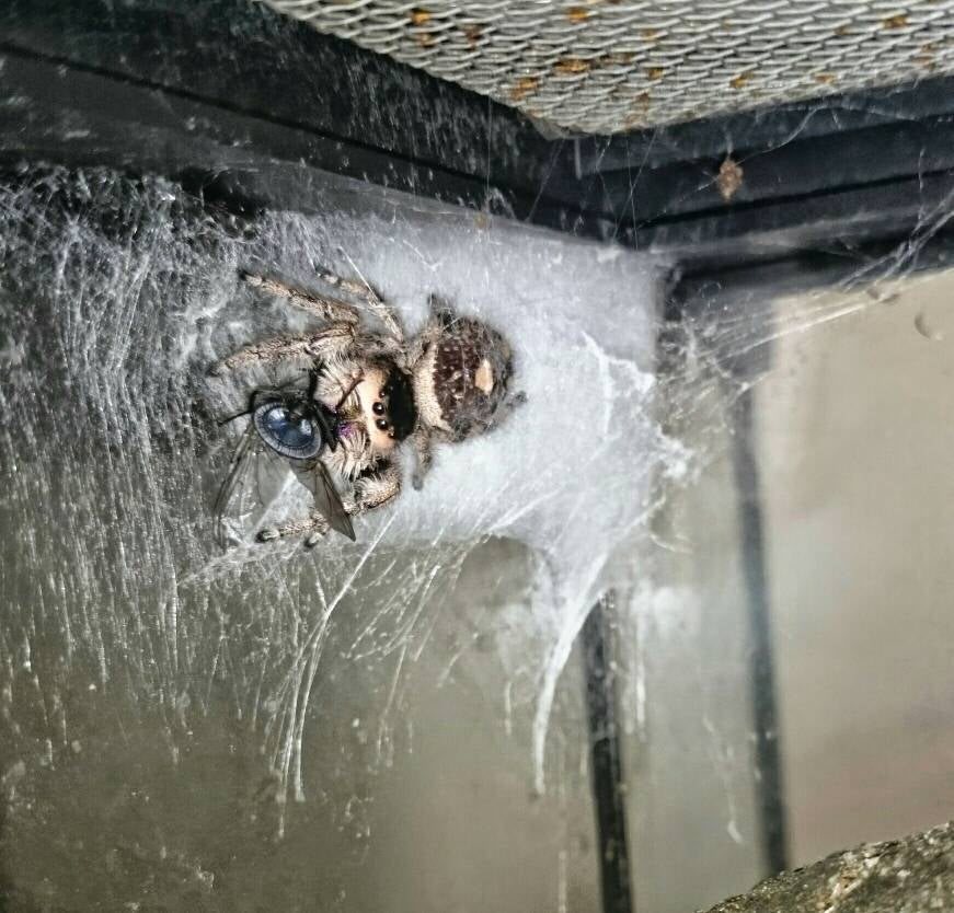 Jumping spider substrate... Reptile Forums