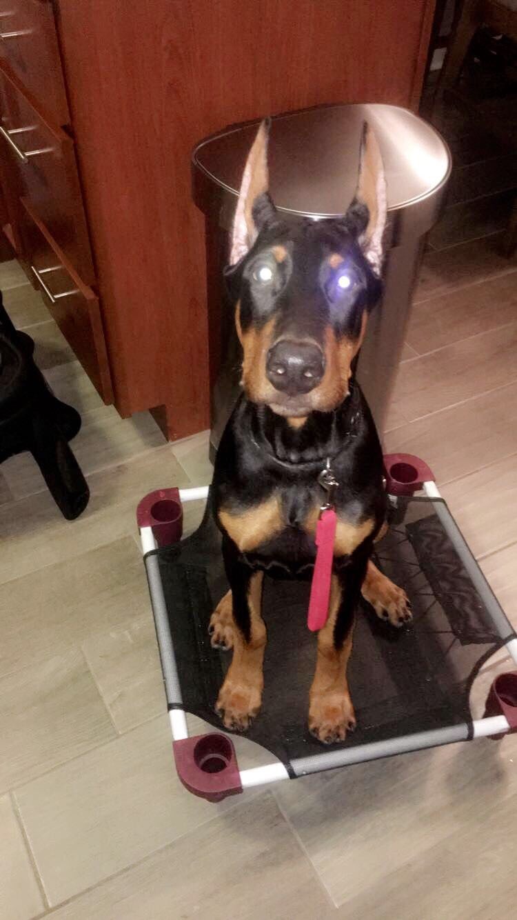 Time for Breathe Right strips? Doberman Forum Doberman Breed Dog Forums