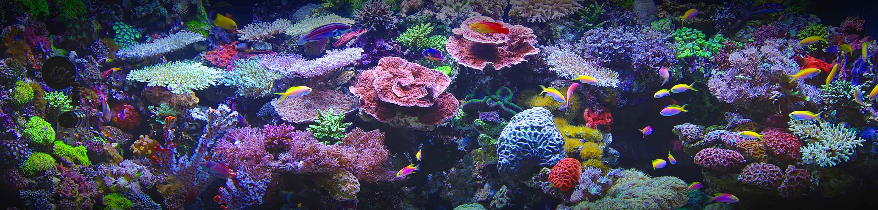 Aquarium Forum banner