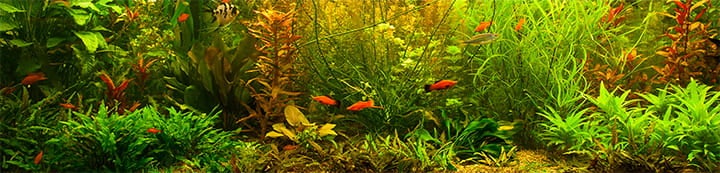 Aquatic Plant Forum banner