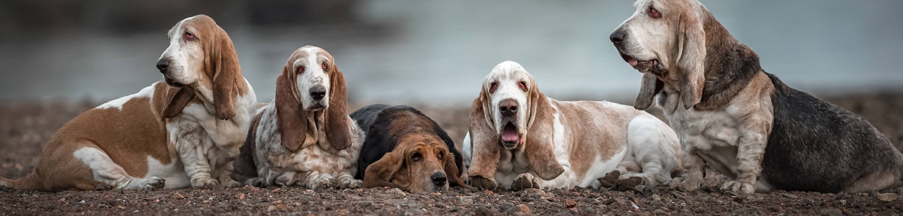 Basset Hounds Forum banner