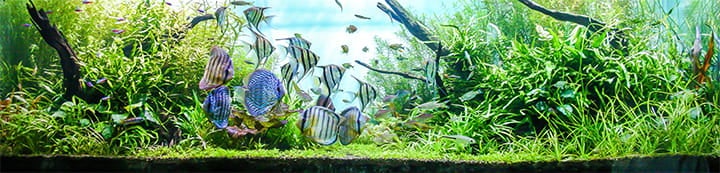 British Columbia Aquarium Forums banner