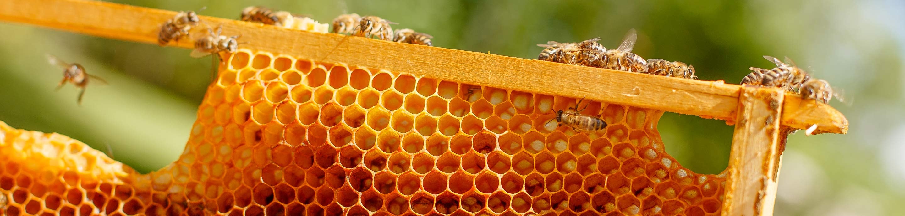 Beekeeping Forums banner