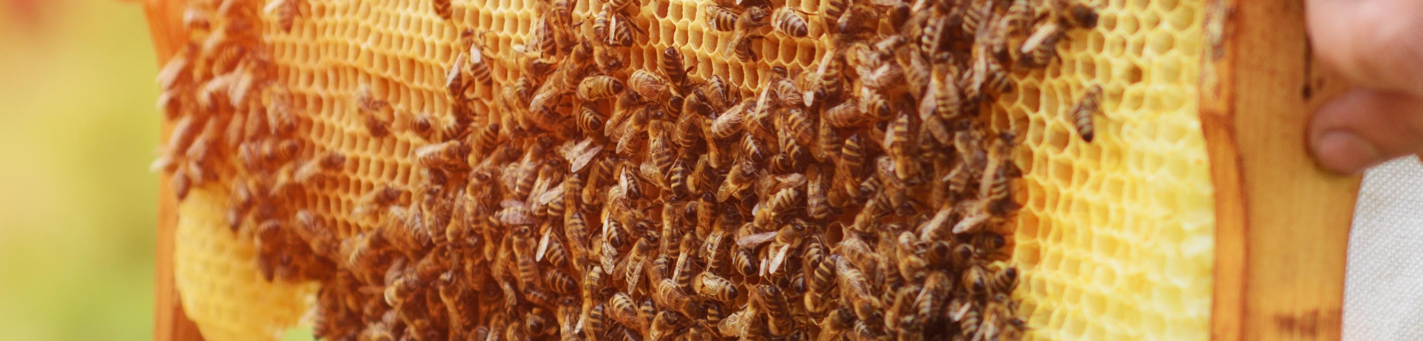 Beesource Beekeeping Forums banner