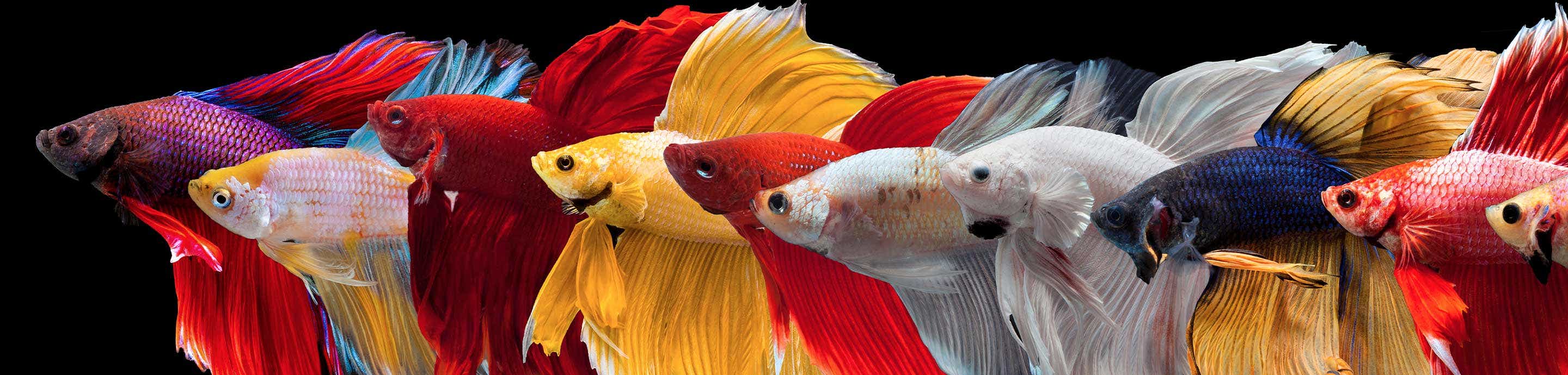 Betta Fish Forum banner