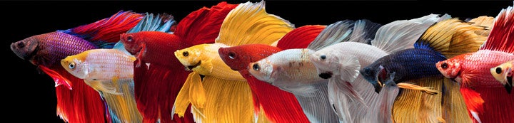 Fischforum Fischforum