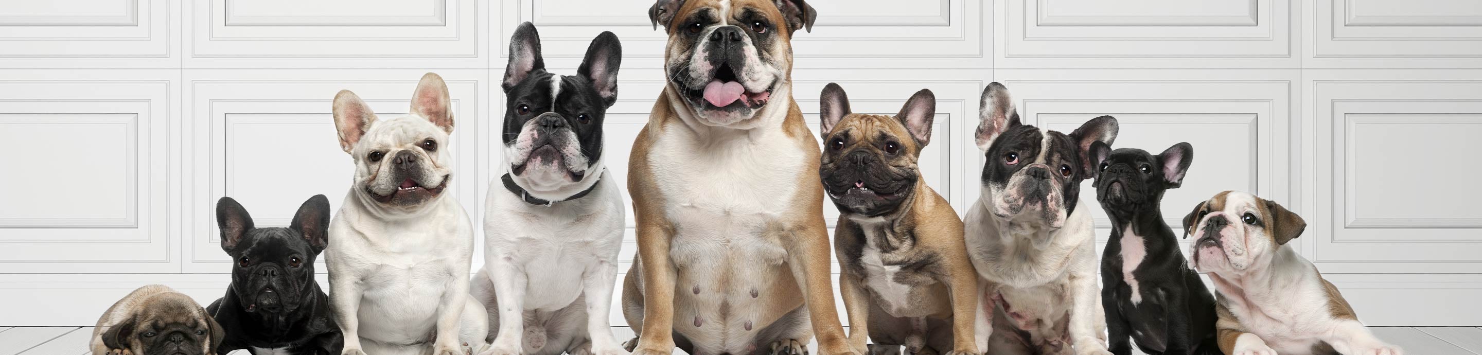 Bulldog Breeds Forums banner