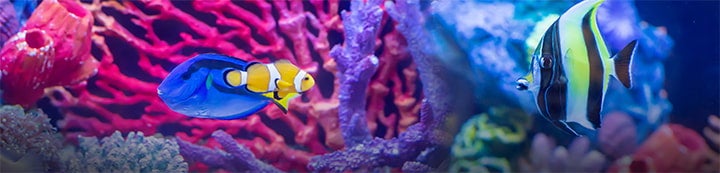 Carolina Fish Talk Forums banner