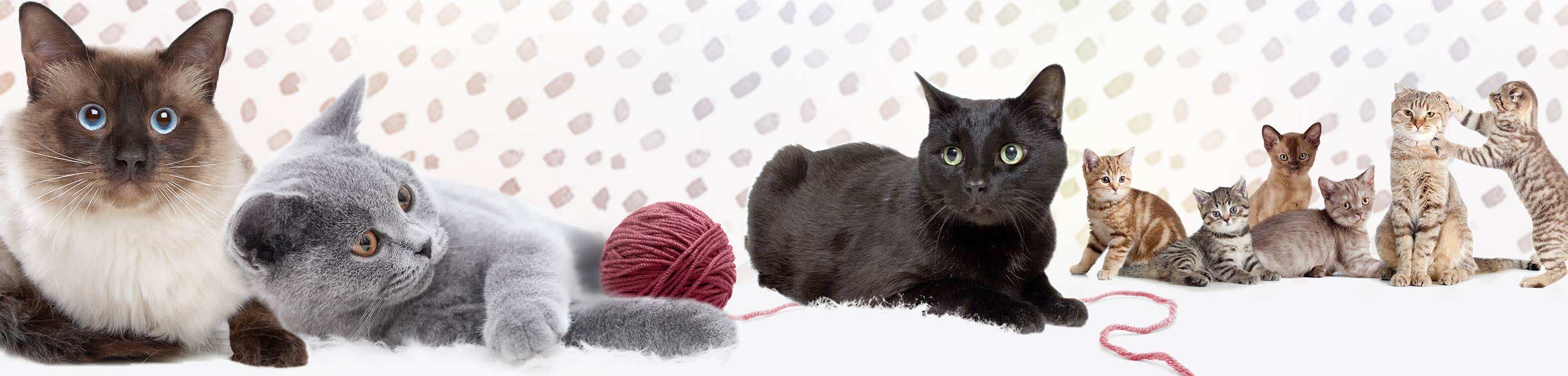 Cat Forum banner