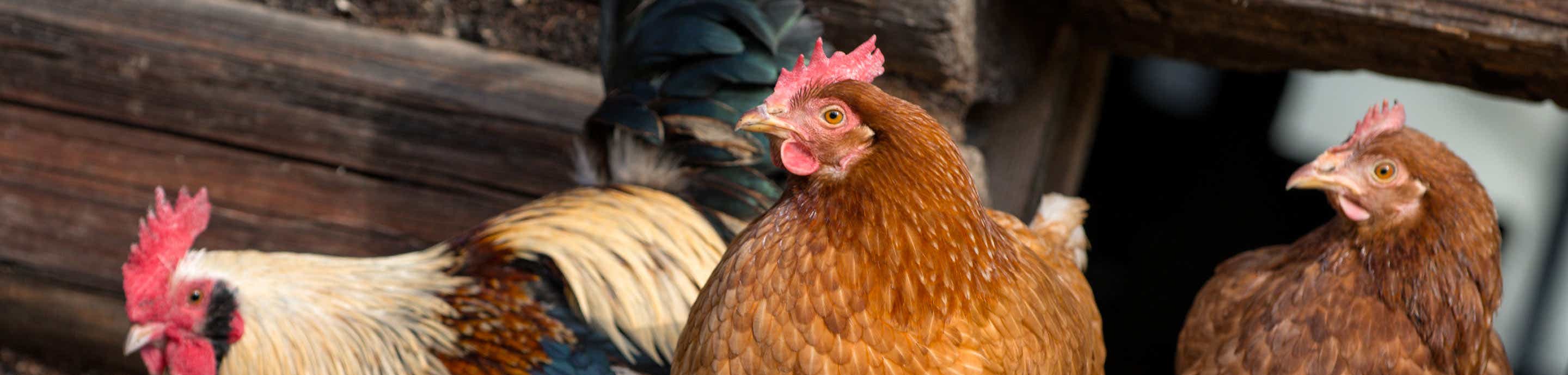 Chicken Forum banner