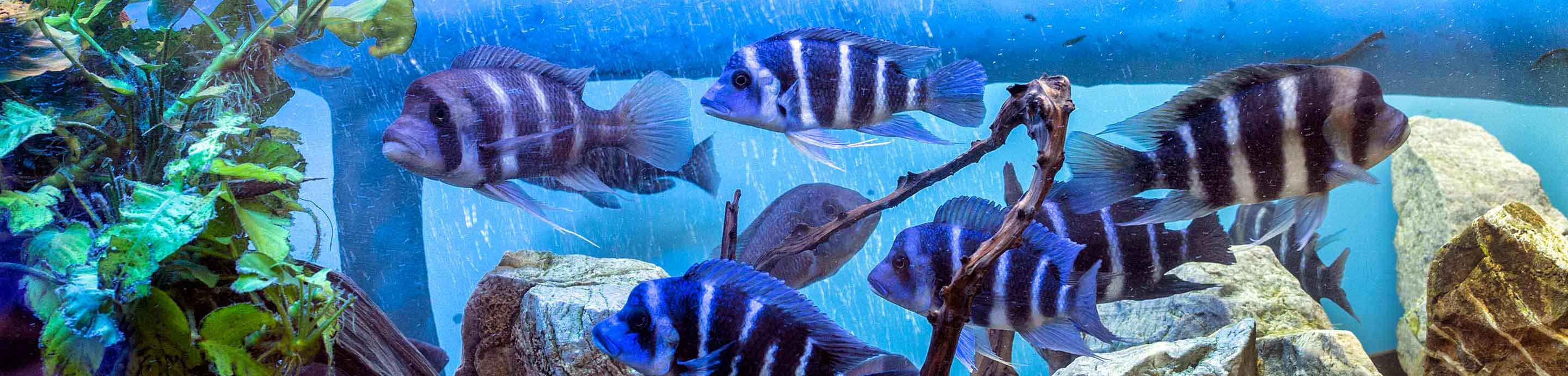Cichlid Fish Forum banner