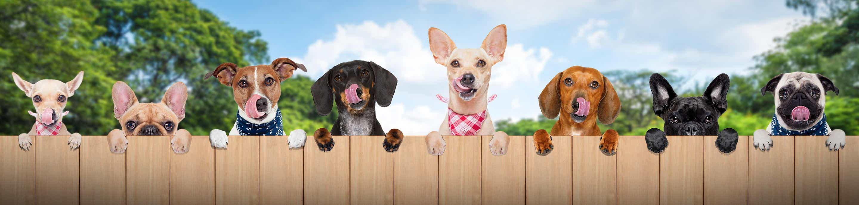 Dog Food Chat banner