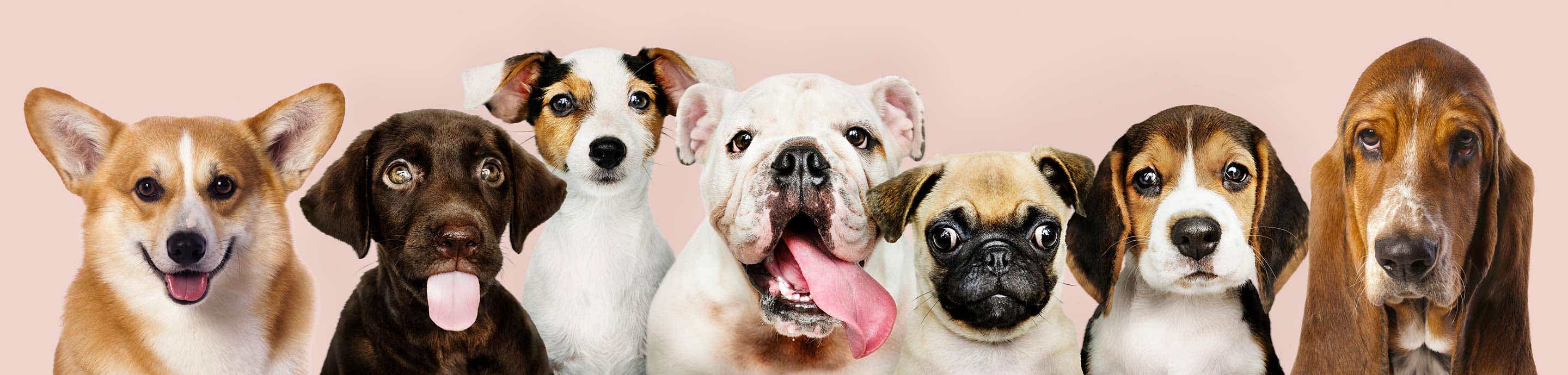 Puppy Forum and Dog Forums banner