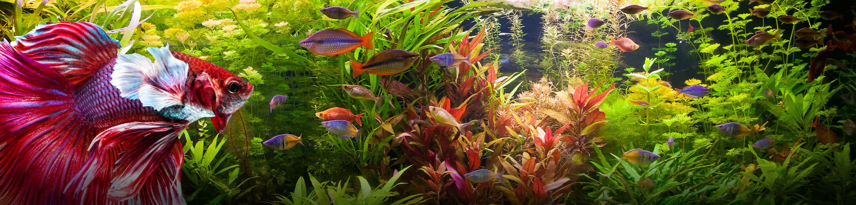 Fish Forums banner