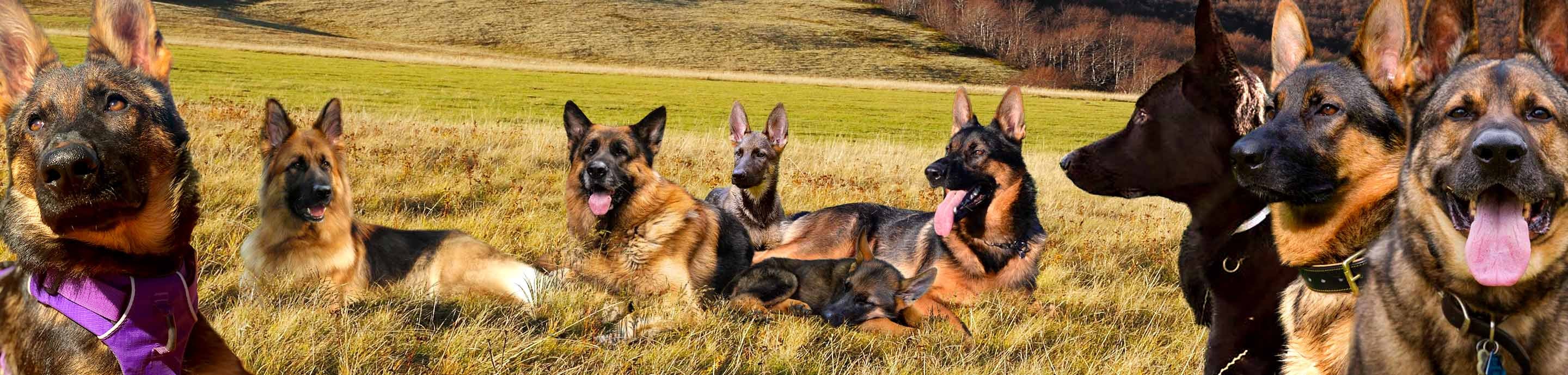 German Shepherds Forum banner