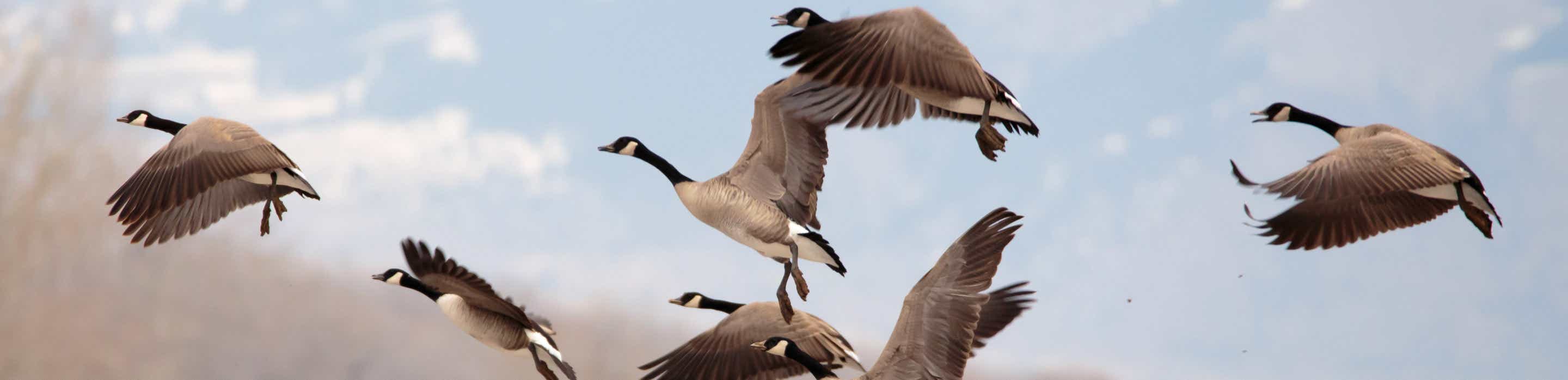 Goose Hunting Forum banner