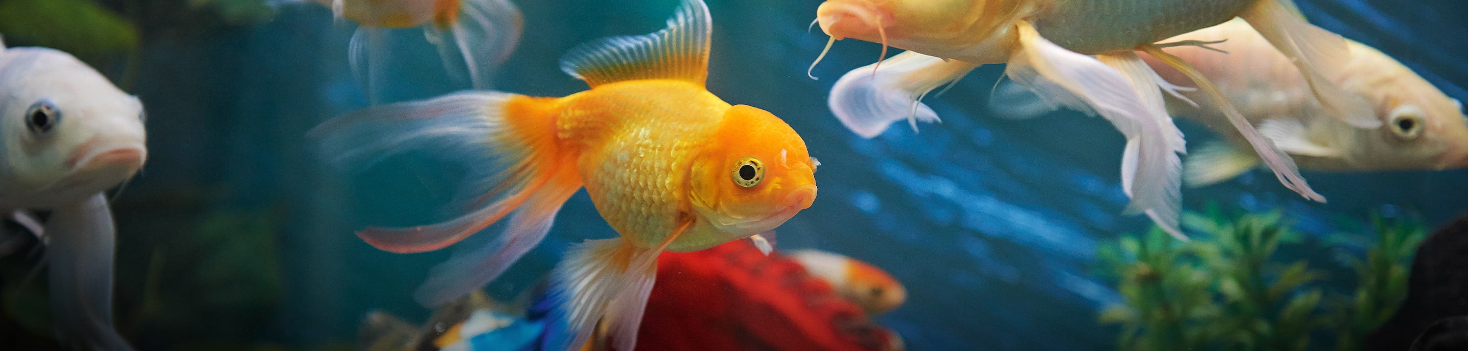 GTA Aquarium Forums banner