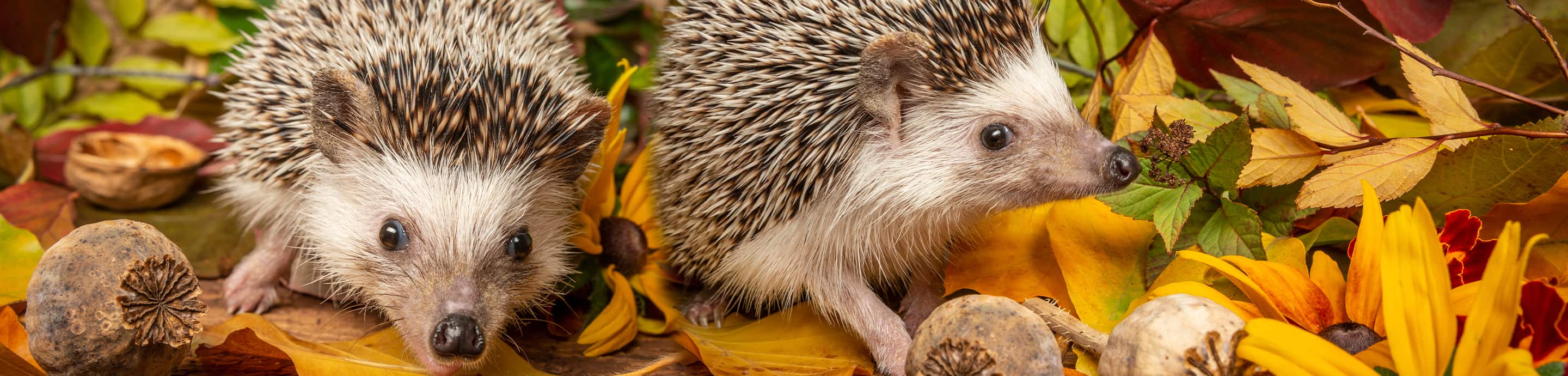 Hedgehog Central banner