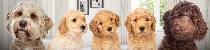 Labradoodle Forums banner