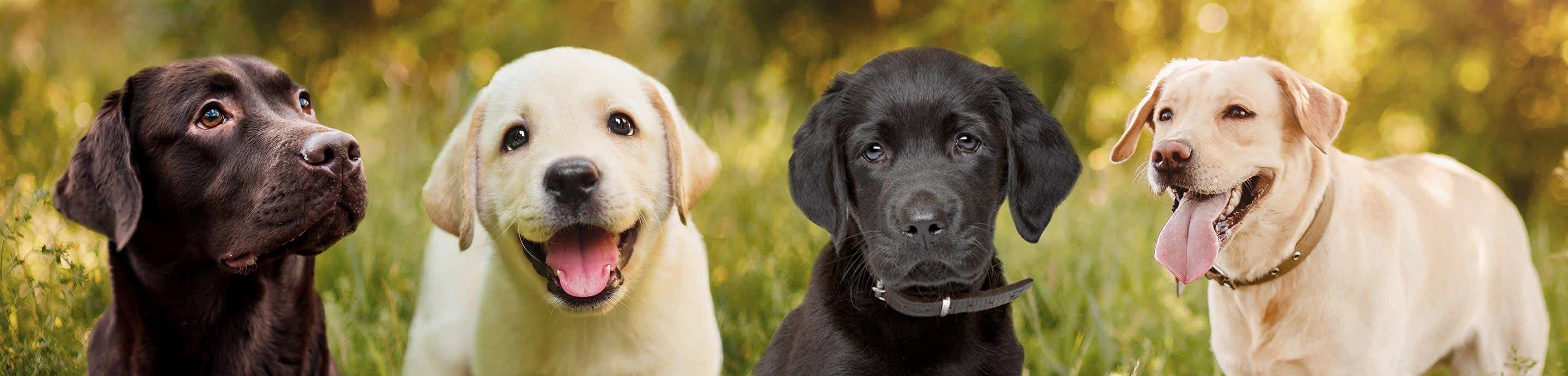 Labradors Forums banner