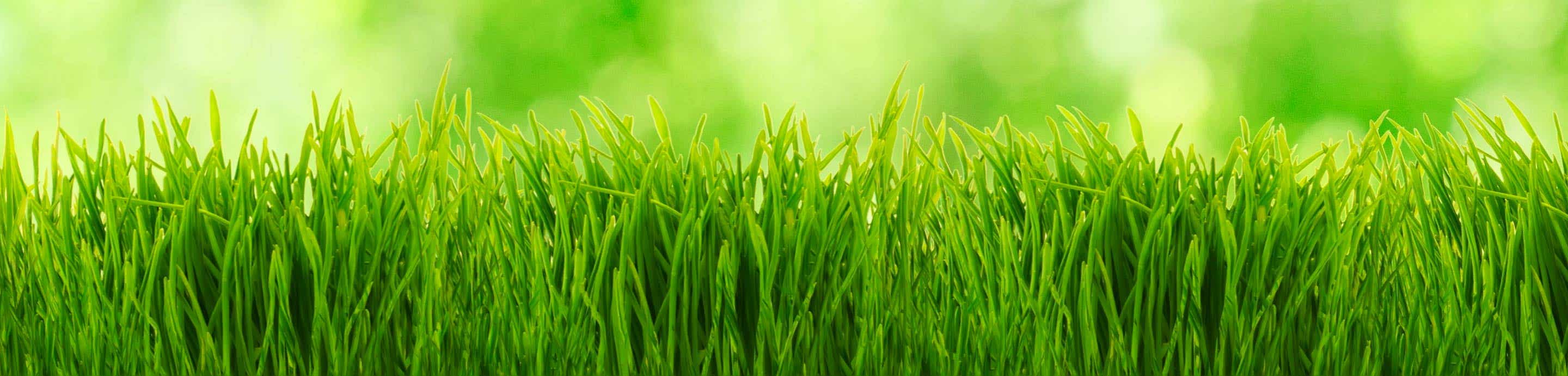 ¿Sujetadores de remolque? | Lawn Care Forum