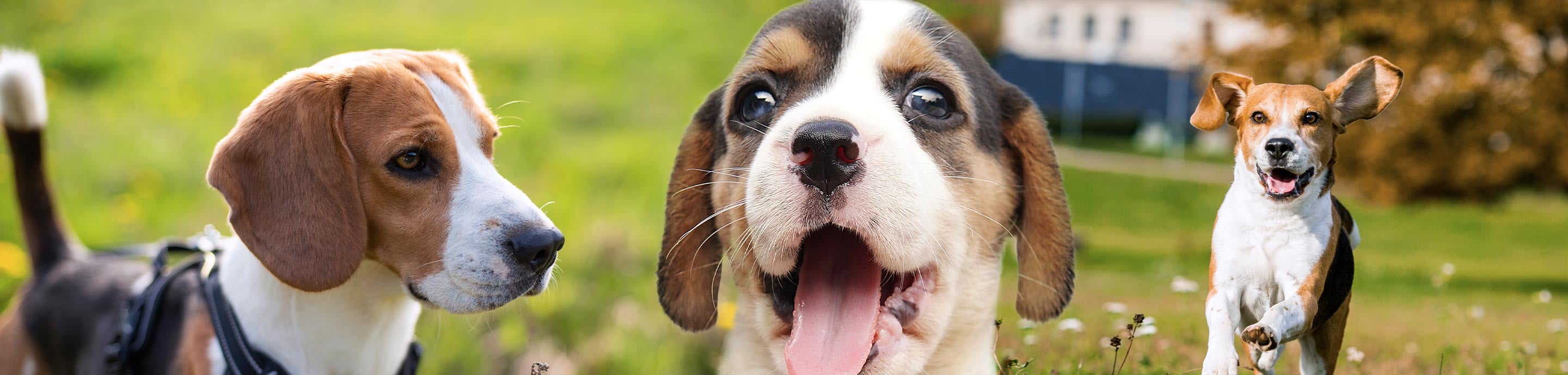 Our Beagle World Forums banner