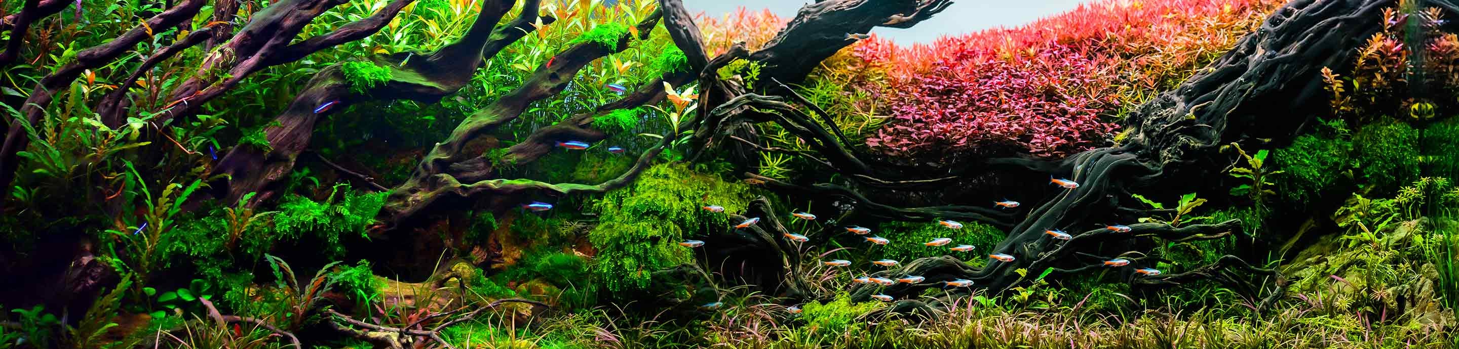 The Planted Tank Forum banner