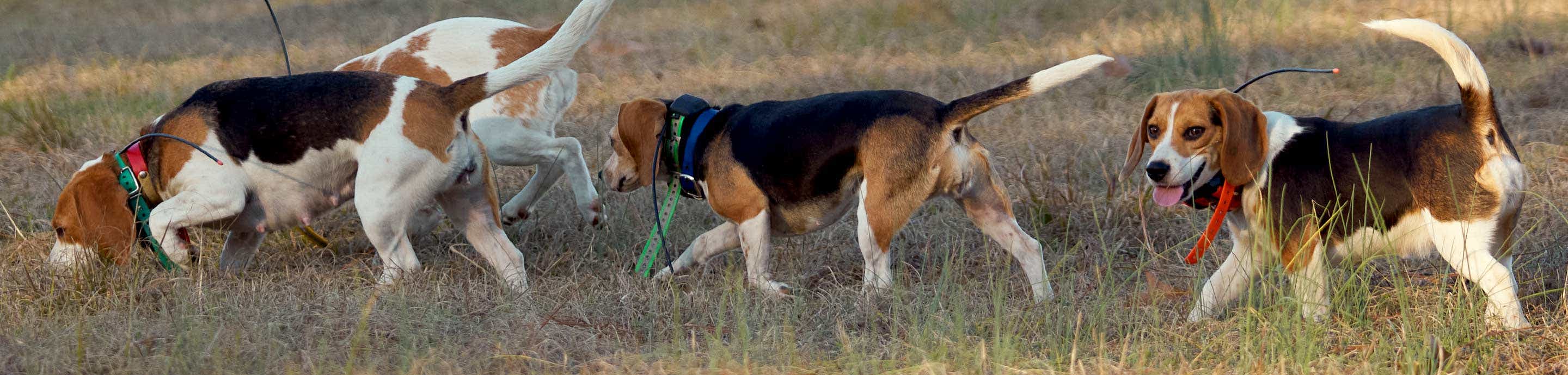 Rabbit Hunting and Beagling | Rabbit Dogs