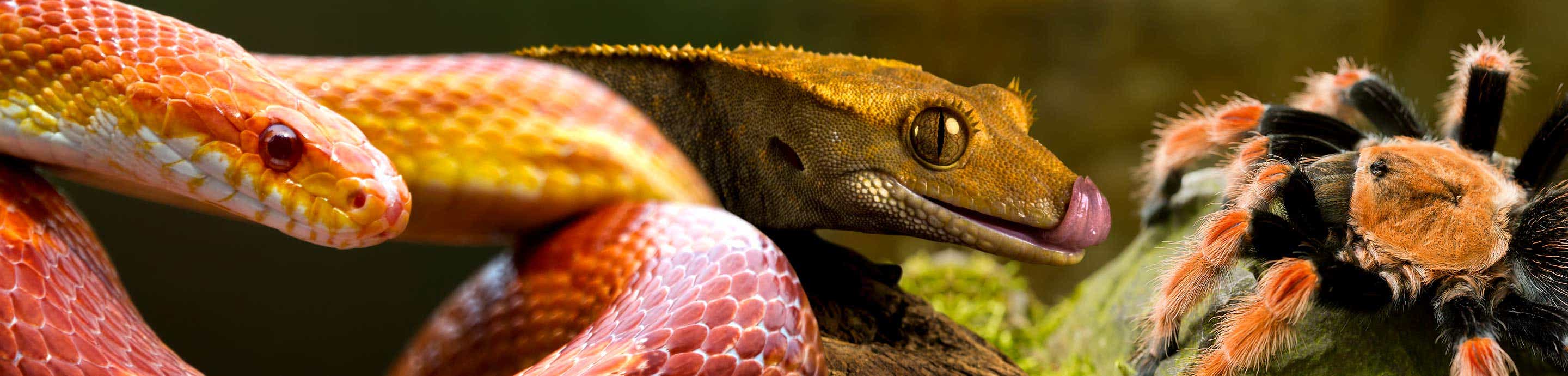 Red Amazon Tree Boa + Full Set-Up | Reptile Forums