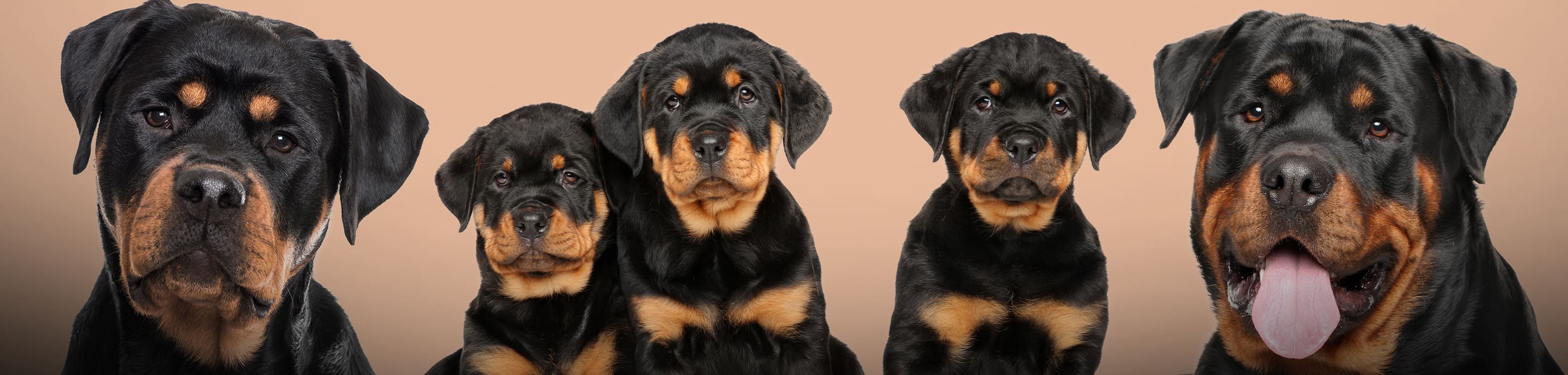 Rottweilers Online Forums banner