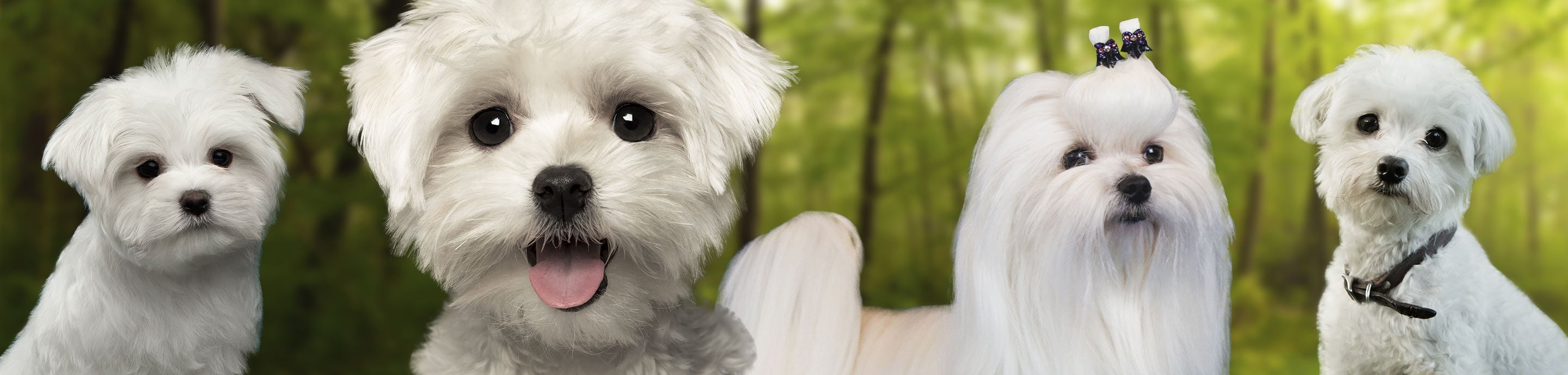 Maltese Dogs Forum : Spoiled Maltese Forums banner