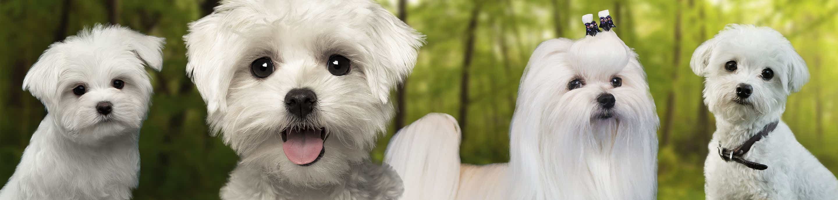 Spoiledmaltese
