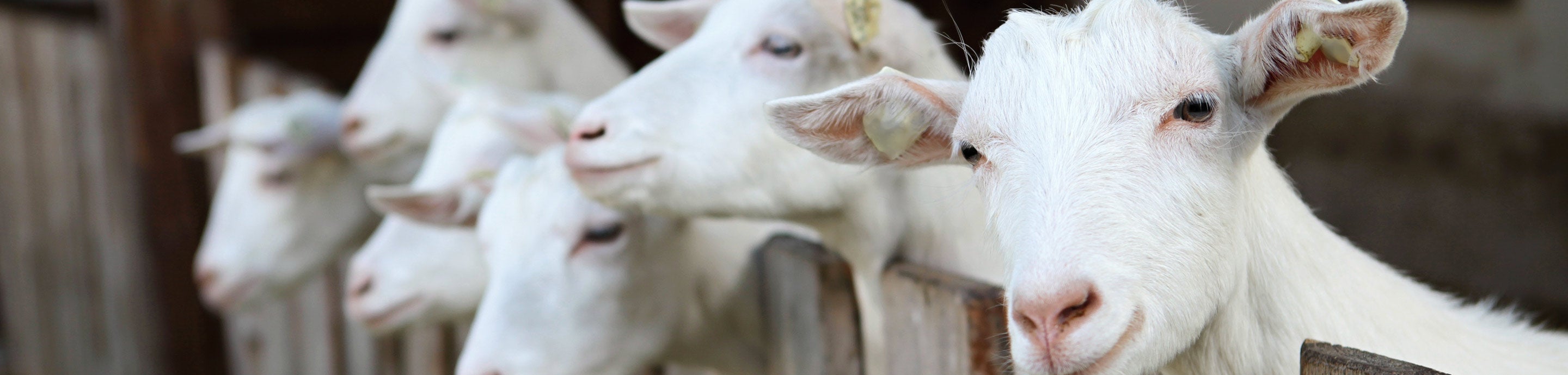 The Goat Spot Forum banner