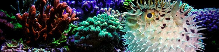 The Reef Tank banner