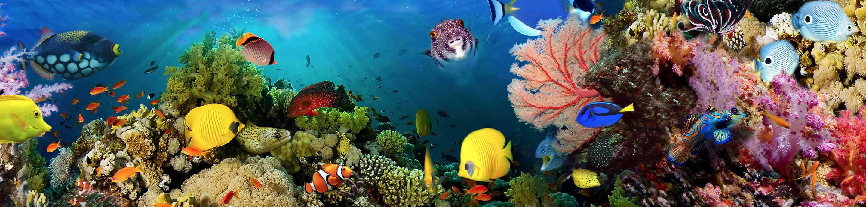 Tropical Fish Keeping banner