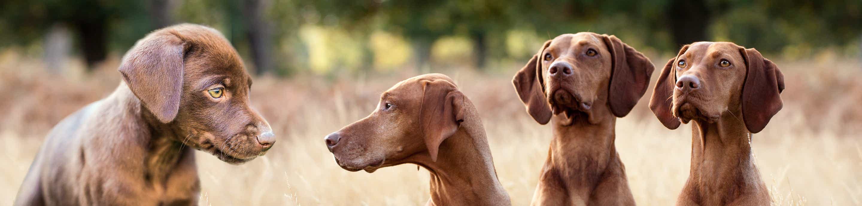 Vizslaforums
