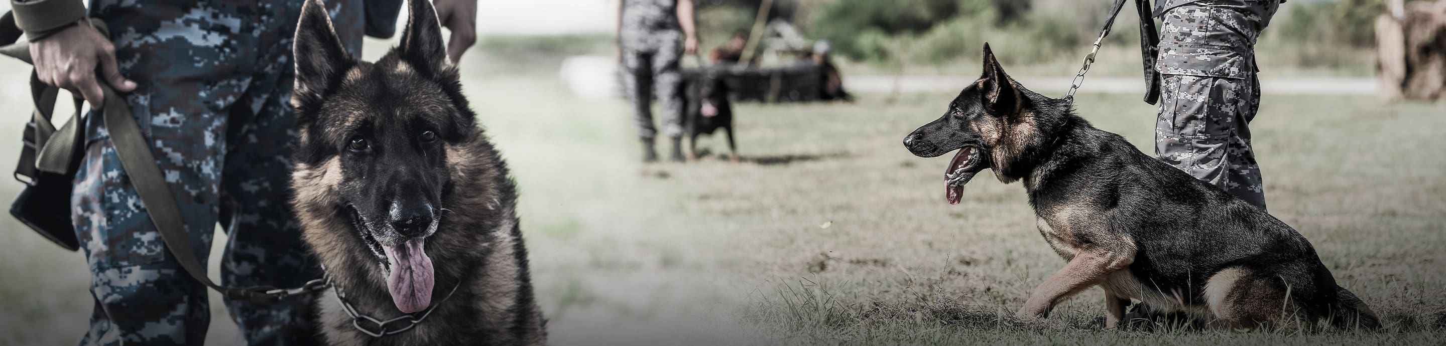 Working Dog Forums banner