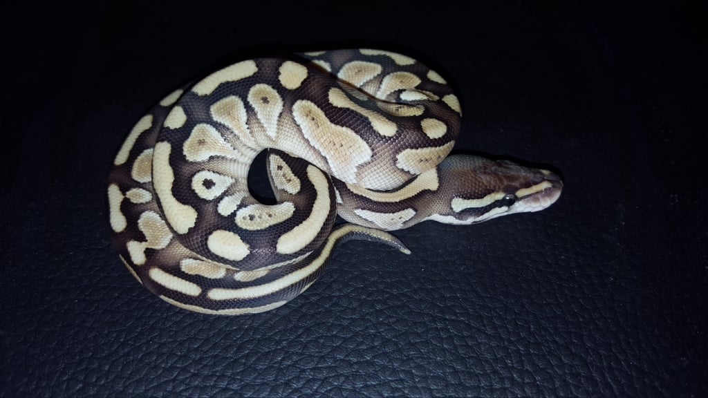 Baby Butter Python A few selected pix from my growing addiction ( sorry collection ...