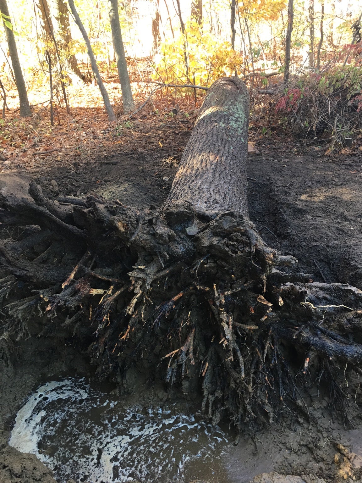 Looking to move a fallen tree | Page 2 | Green Tractor Talk