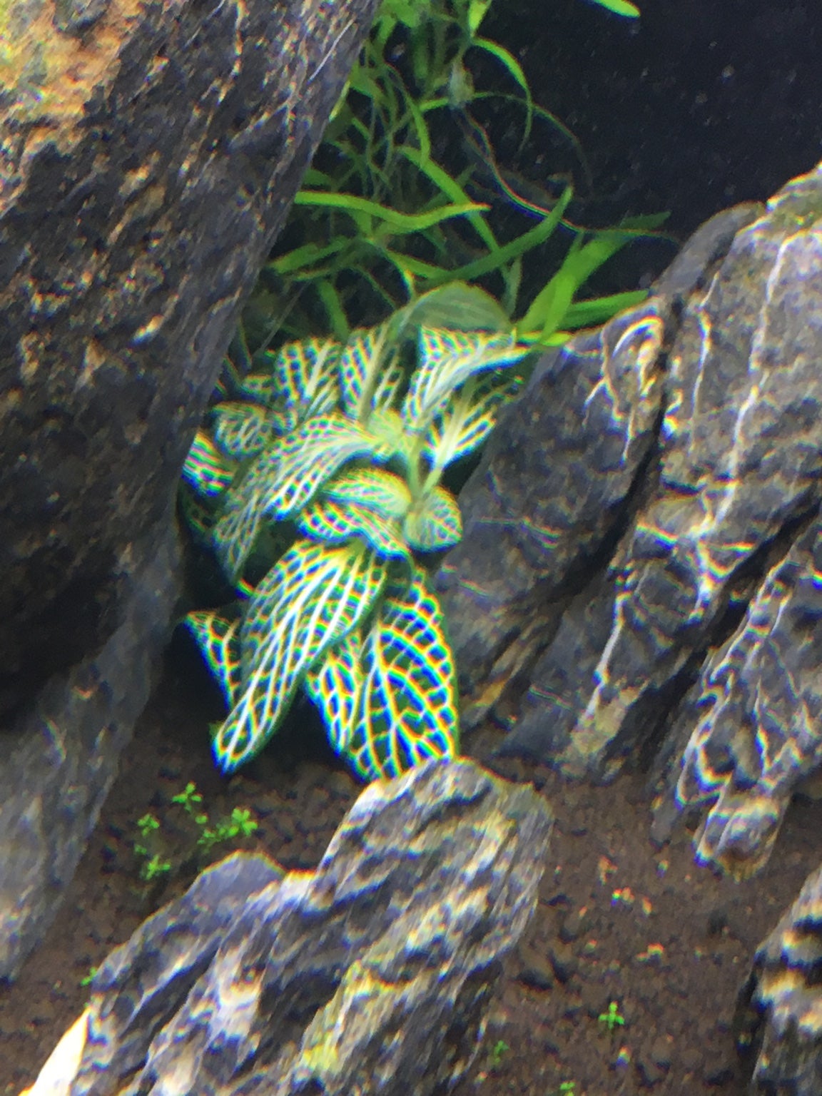 fish tank water to water plants Fish Tank And Planter  OddGifts.com