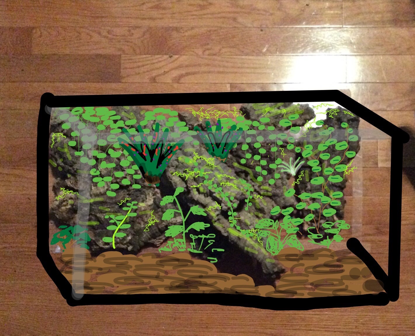 20 gallon cork vivarium Dendroboard