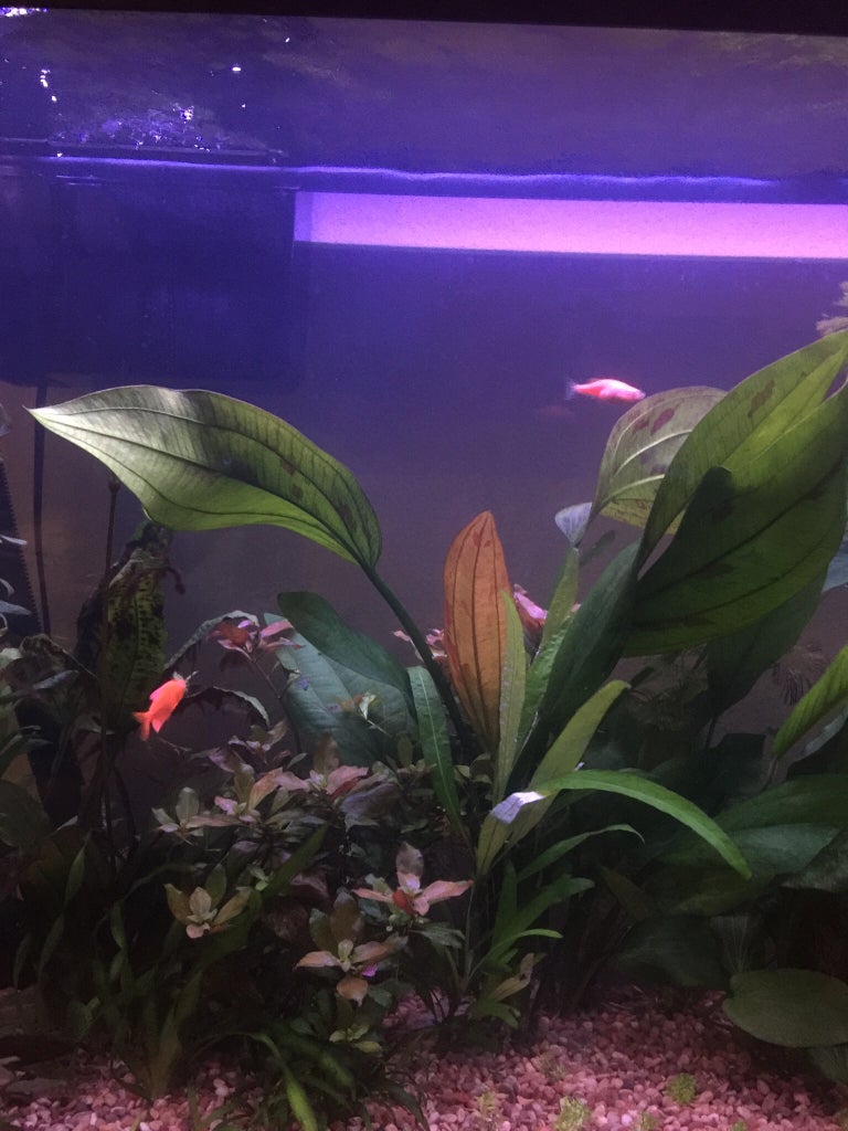 Amazon Sword Max size? The Planted Tank Forum