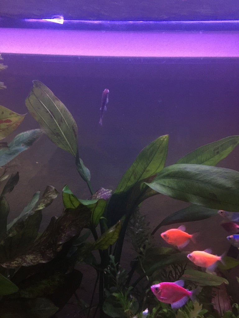 Amazon Sword Max size? The Planted Tank Forum