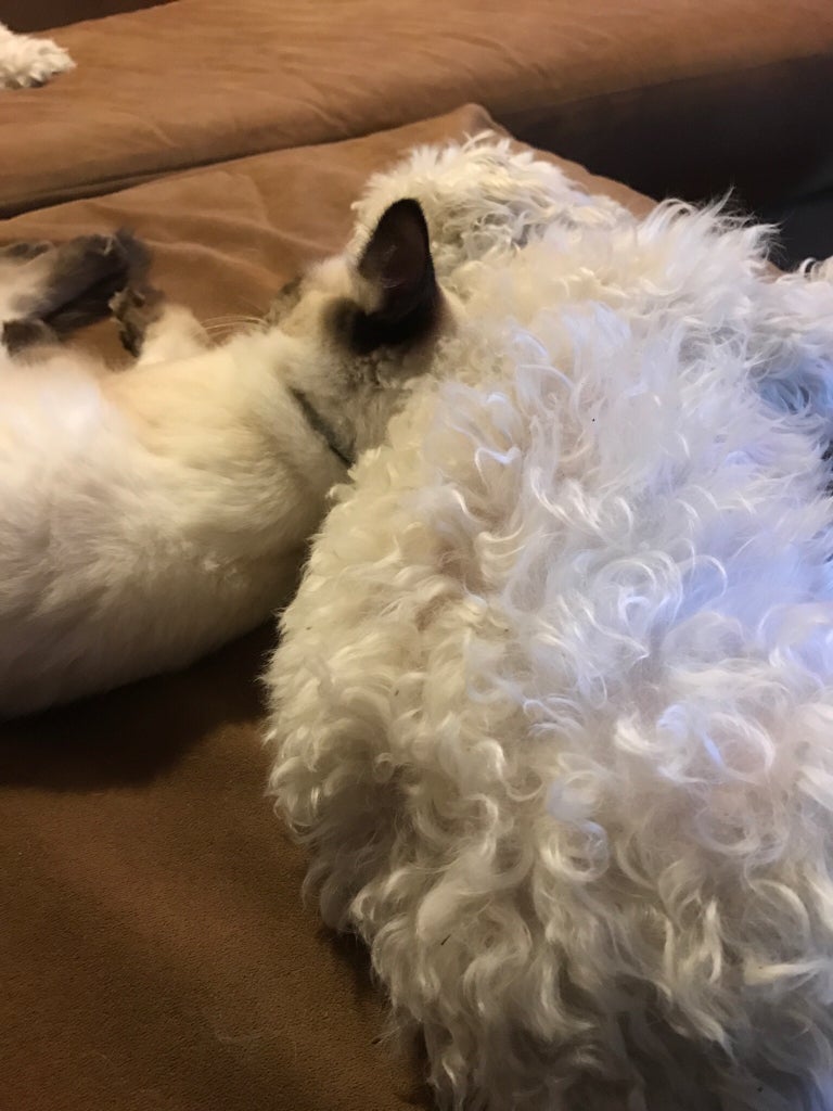 Do Toy Poodles Like Cats: Surprising Truths Revealed!