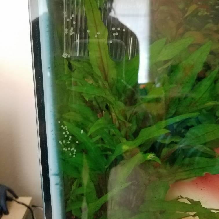Bronze Cory eggs The Planted Tank Forum