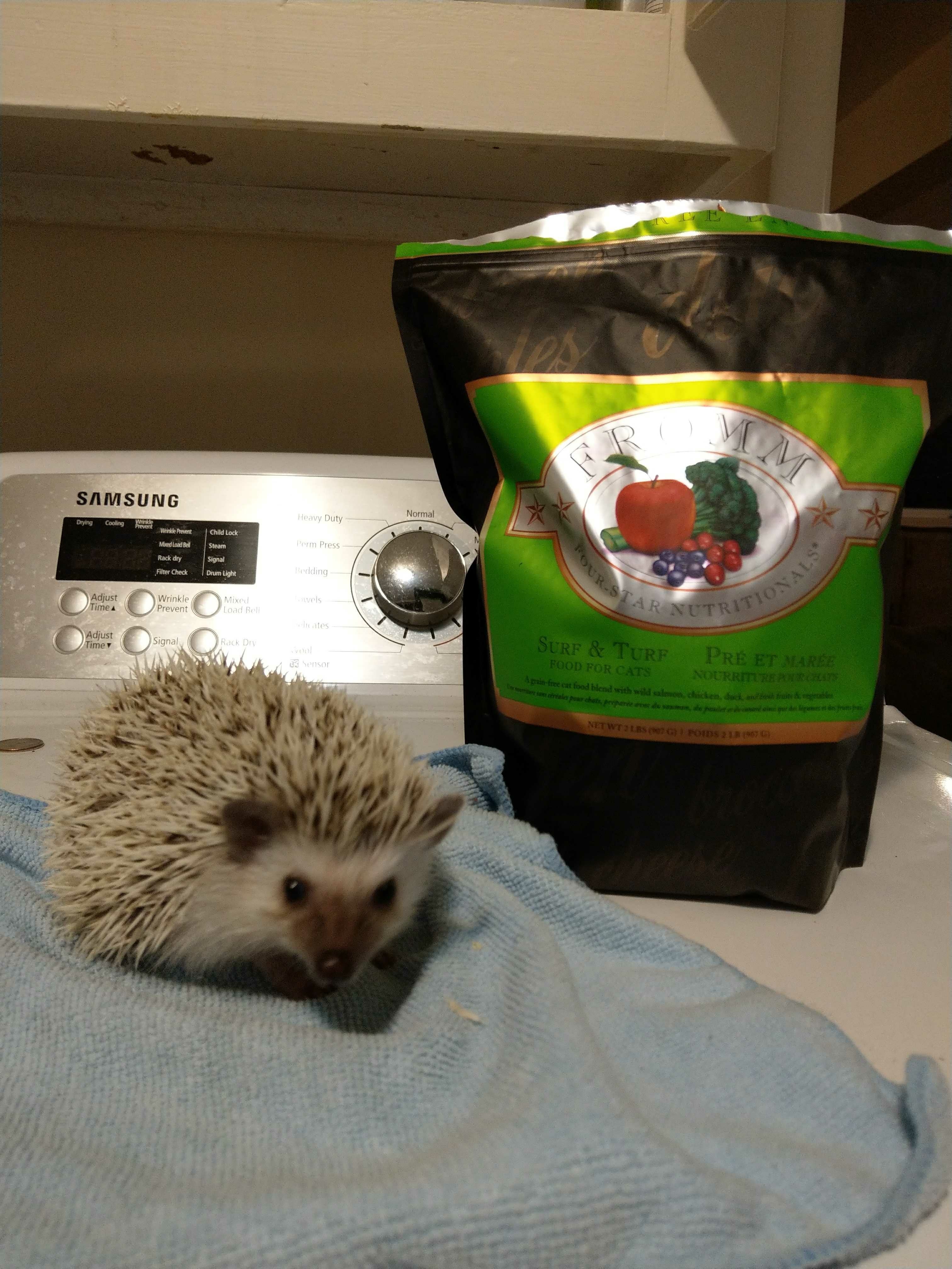 Purina cat food for hedgehogs sale