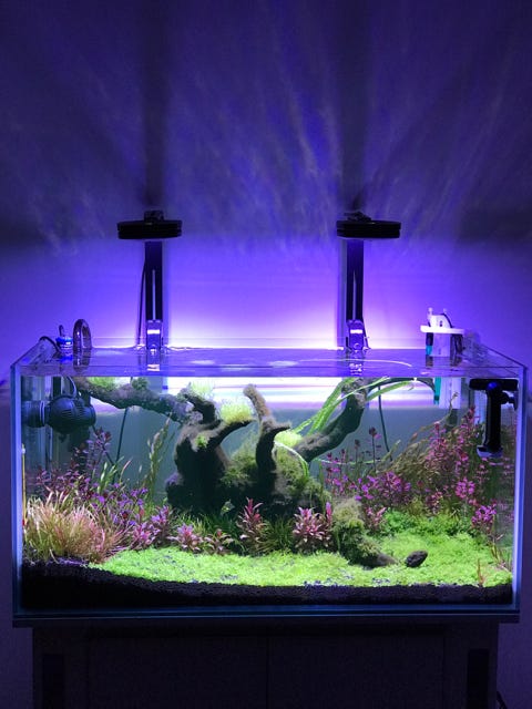 Light Intensity Adjustment for Community Tanks: Ultimate Guide