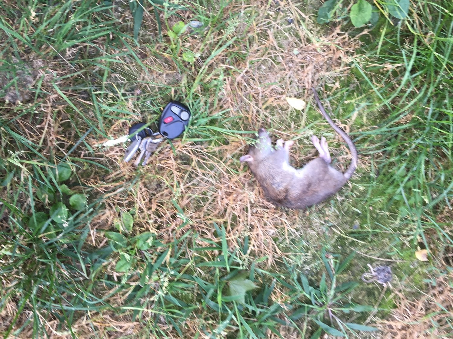 Why do mice like John Deere wires? Green Tractor Talk