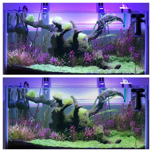 Setting AI Prime Freshwater The Planted Tank Forum