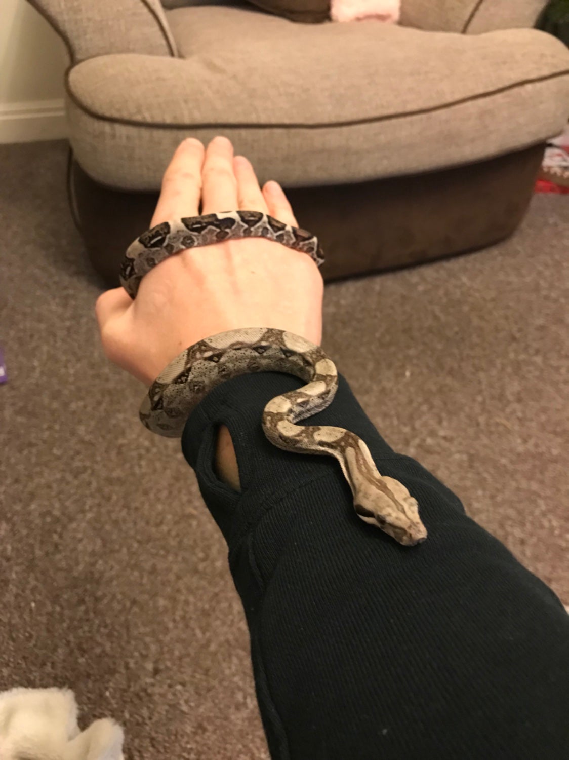 Best substrate for boa constrictor Reptile Forums